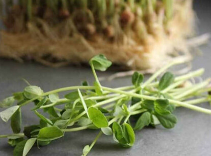 Dun pea microgreens