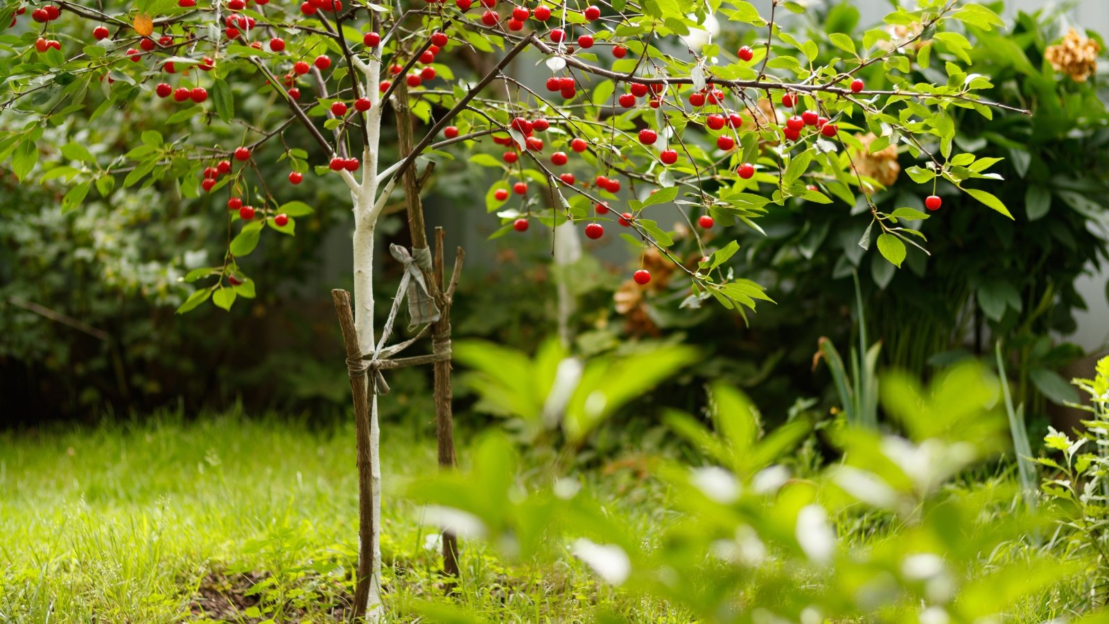 The dwarf cherry tree showcases compact, spreading branches adorned with glossy green leaves and clusters of bright red cherries hanging from thin branches.