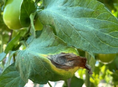 Early Blight in Tomatoes