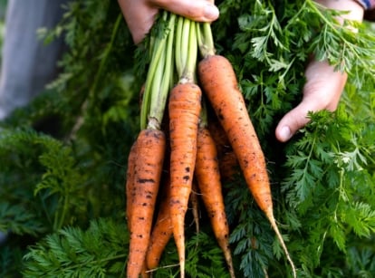 Carrots are one of the early spring vegetables. Close-up of a gardener holding a freshly picked bunch of carrots in the garden. Carrots have a slender, cylindrical shape with tapered ends, featuring vibrant orange skin. Their surface is smooth and slightly textured with fine root hairs. The leafy green tops are feathery and lush, contrasting beautifully with the bright hue of the root.