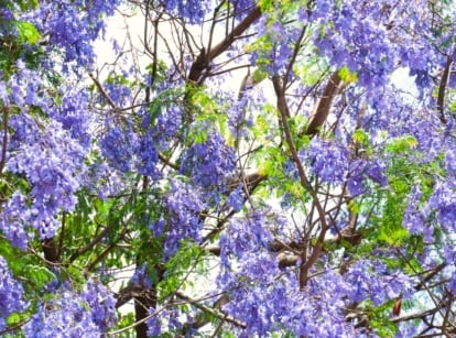 earth day trees. Close-up of blooming Jacaranda mimosifolia in the garden. Jacaranda mimosifolia, commonly known as the jacaranda tree, presents a captivating appearance with its fern-like, compound leaves and stunning display of vibrant purple-blue flowers. The leaves are delicate and feathery, composed of small, elongated leaflets arranged along slender stems.