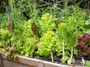 A wood raised bed holds a variety of leafy greens and a trellis system for vining vegetables.