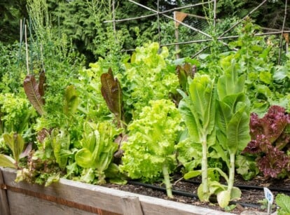 A wood raised bed holds a variety of leafy greens and a trellis system for vining vegetables.