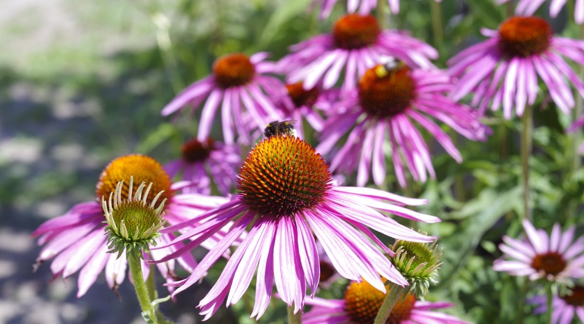 Close up of several tall stems with pink flowers on top. Each flower has long, skinny, pink petals surrounding a large, spiky, bulbous brown and orange center.