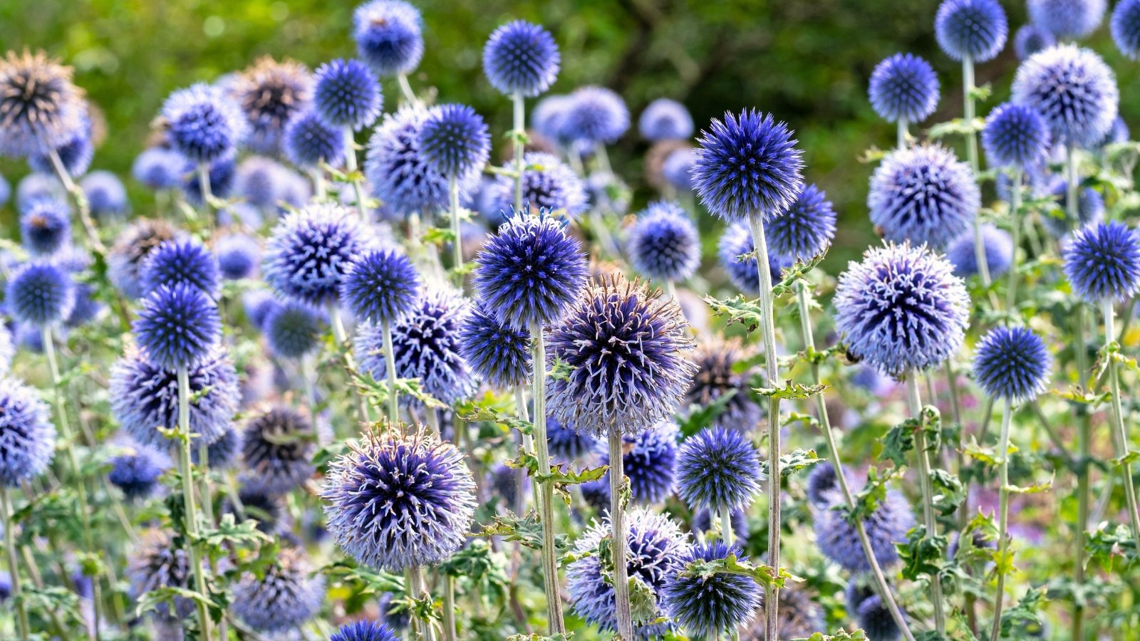 Echinops exhibits sturdy stems and deeply lobed, silver-gray foliage, crowned with spherical, steel-blue flower heads.