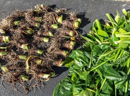 Giant elephant ear bulbs drying out after being lifted from the soil