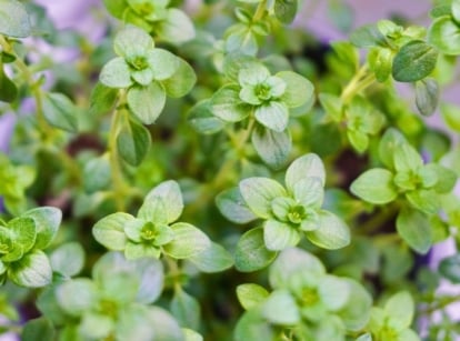 Close-up of an English thyme plant against a blurred background. English thyme is a compact, aromatic herb with slender, woody stems and small, oval-shaped leaves densely arranged along the stems. The leaves are a vibrant shade of green and feature a smooth texture.