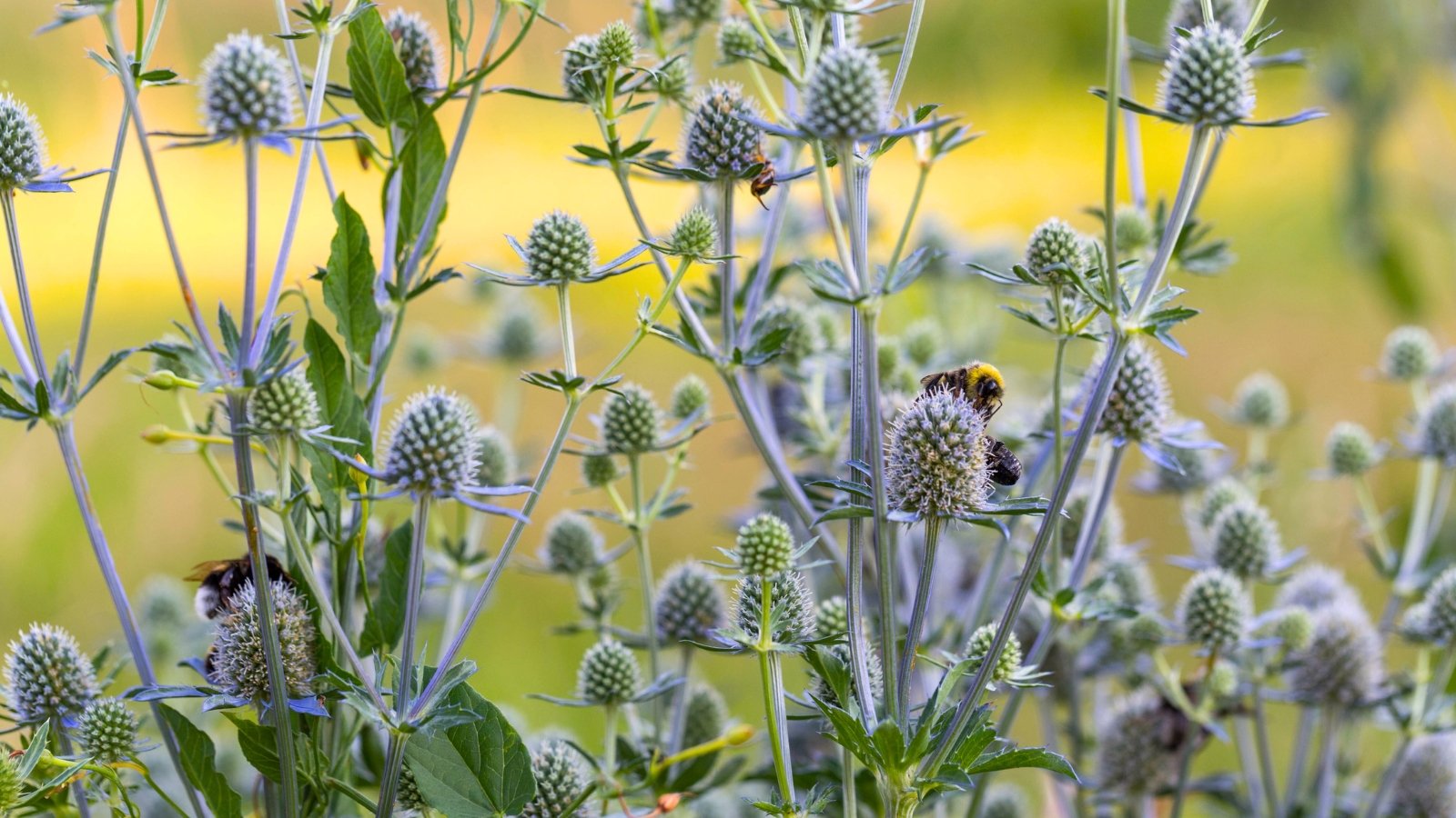Eryngium planum features stiff, spiky stems and spiny, blue-green foliage, crowned with globe-shaped, metallic blue flower heads.