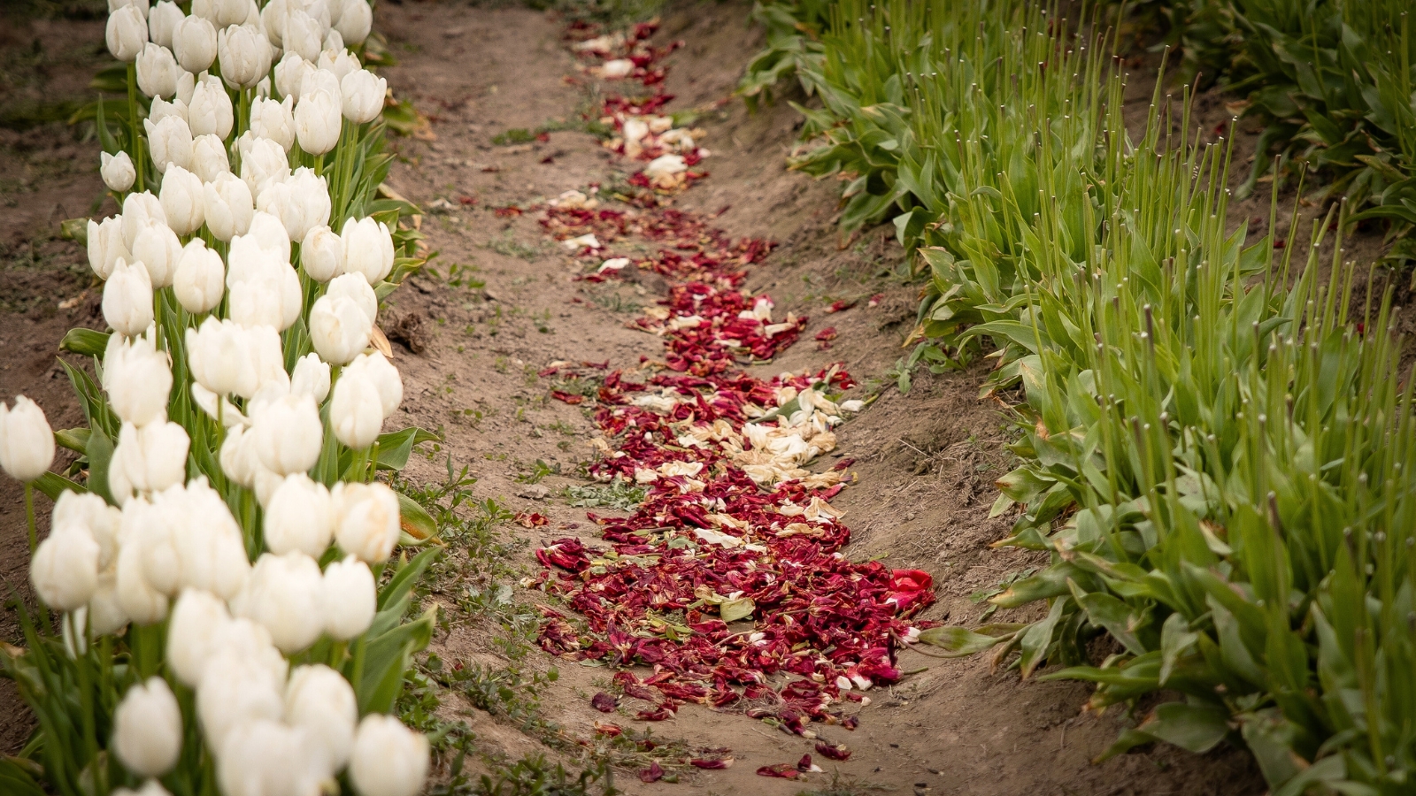 Close-up of two flower beds with blooming and dead tulips in the garden. Blooming tulips have beautiful cupped white flowers and long, slender, and glossy leaves that form a lush green backdrop for the vibrant blooms. Between the two rows there is a path covered with red and white tulip petals.