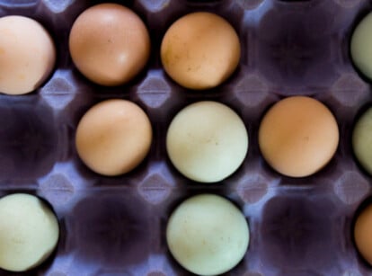 Farm fresh eggs to preserve
