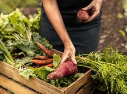 A dedicated farmer arranges the just-picked green treasures, such as broccoli, parsley, Chinese cabbage, sweet potatoes, and carrots, neatly into a weathered wooden crate. The arrangement highlights the wholesome goodness of the harvest.