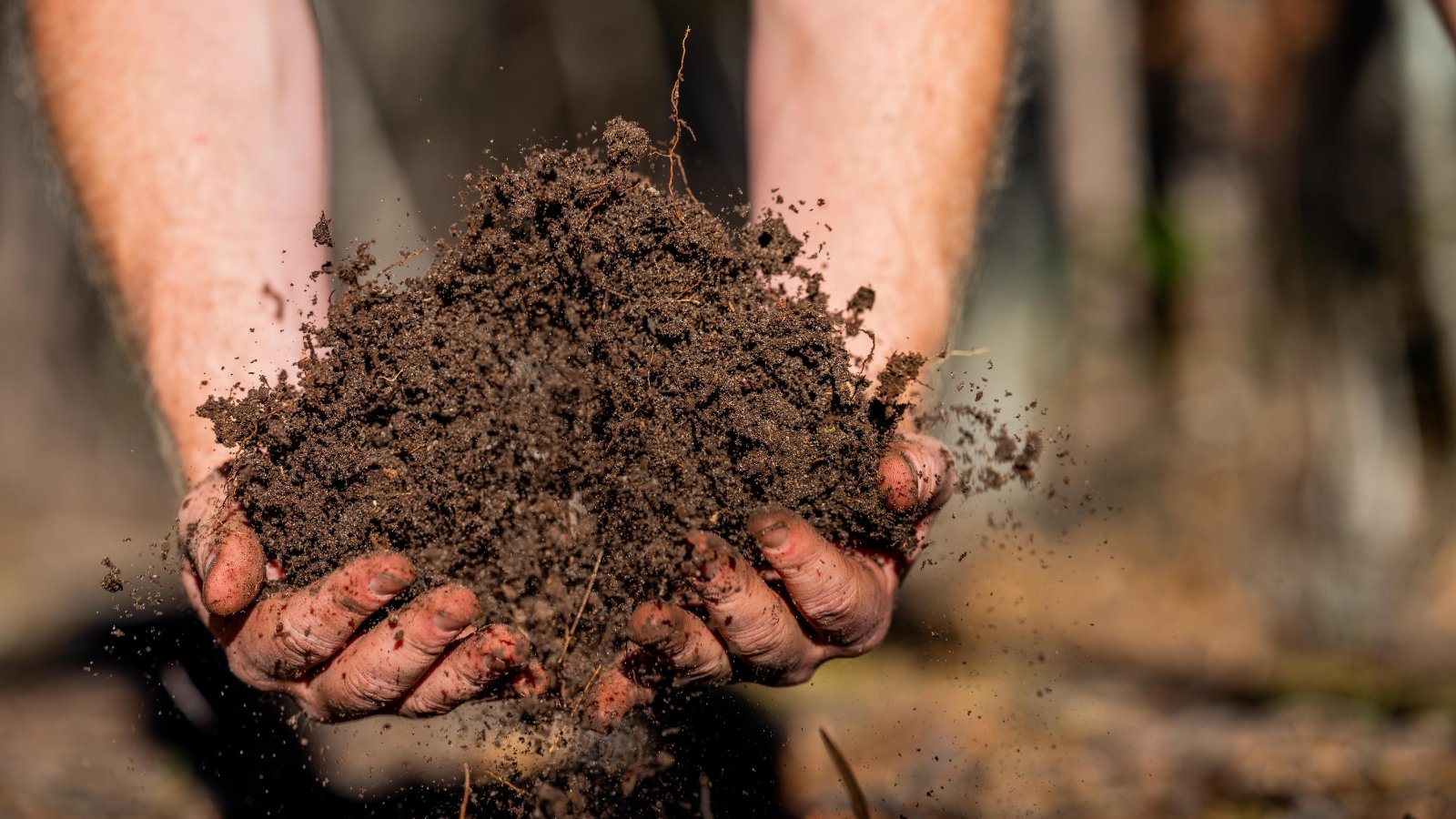 Close-up of a farmer's hands throwing fresh, loose, dark brown soil into the air in a sunny garden.