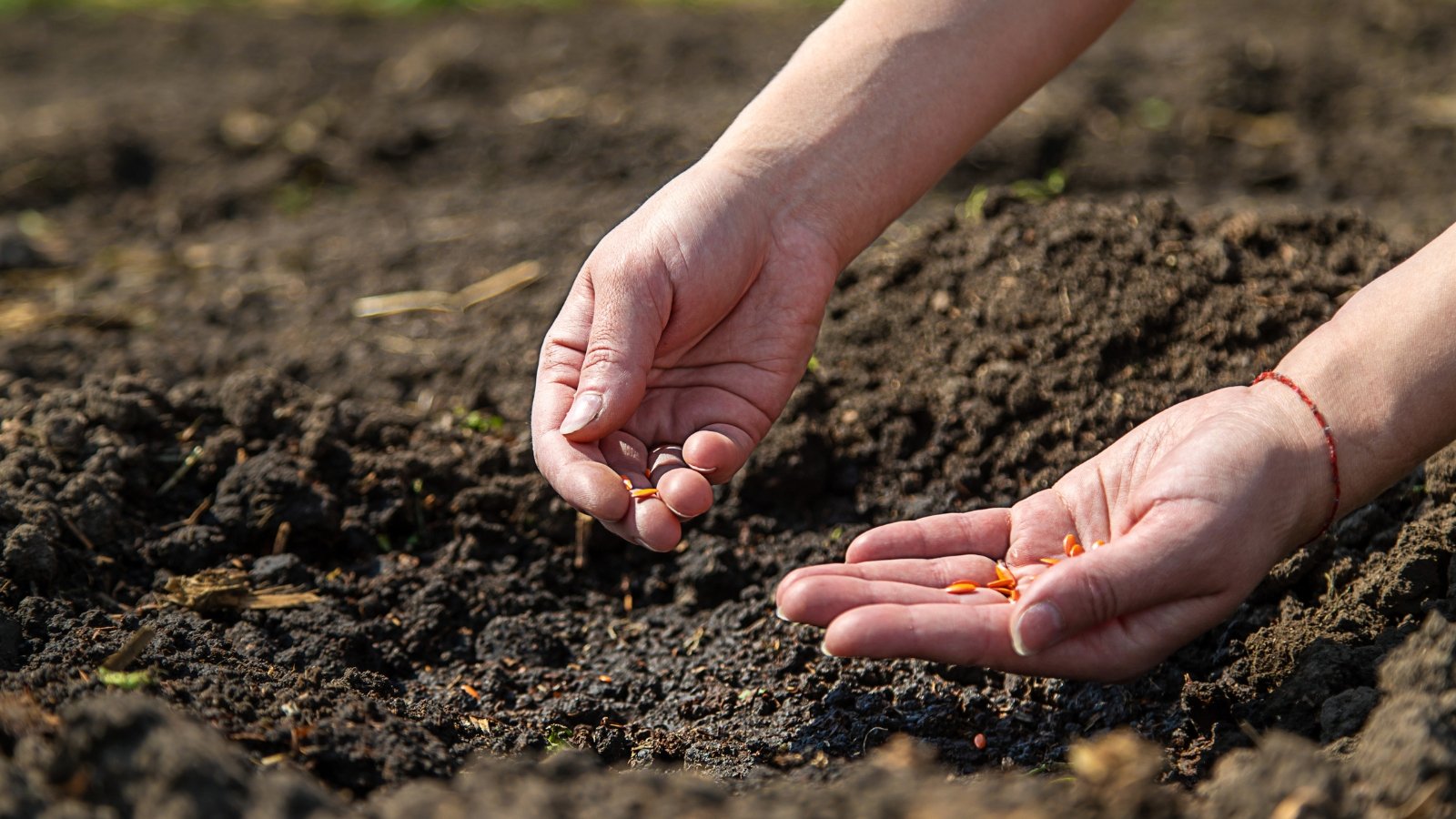 Close-up of a woman's hands sowing cucumber seeds, which are tiny teardrop-shaped, flat and orange in color, into moist soil in a sunny garden.