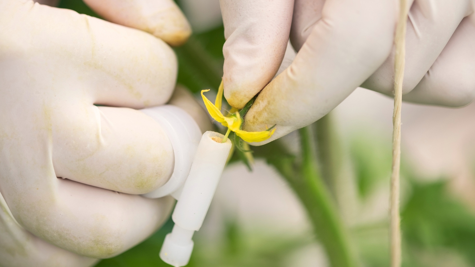 Close-up of gardener's hands in white gloves pollinating a tomato flower using collected pollen in a white plastic container.