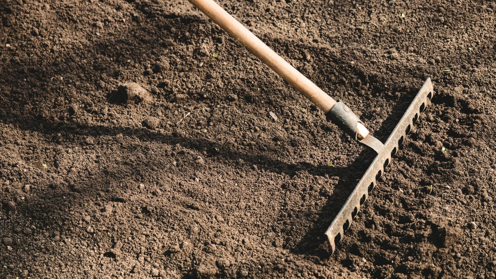 Close-up of preparing soil with a garden rake in a sunny garden.
