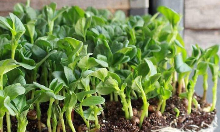 Fava bean microgreens