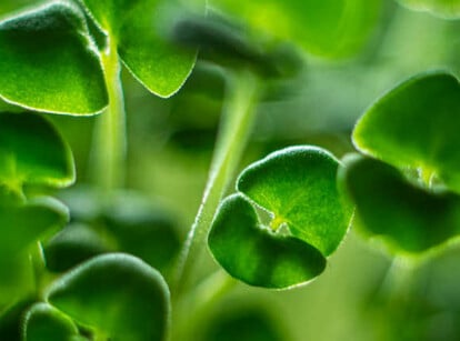 Chia microgreens