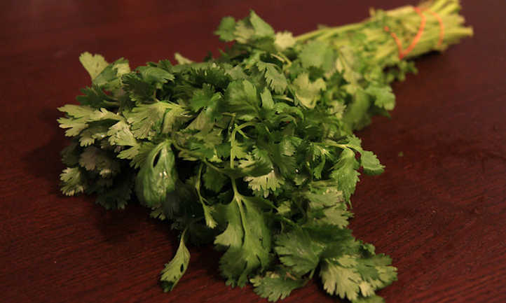 How to harvest cilantro