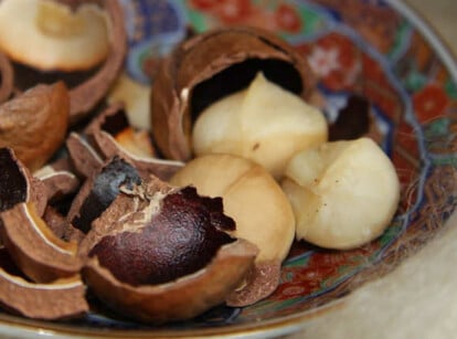 Macadamia nut tree