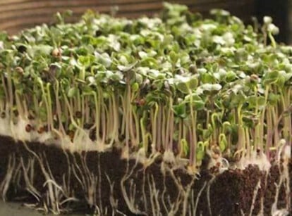 Purple sprouting broccoli microgreens