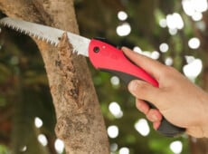Felco 600 pruning saw in action