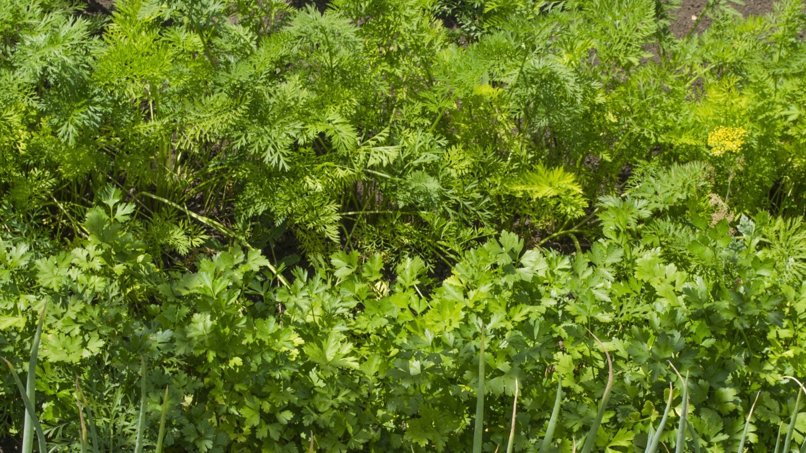 Close-up of growing fennel and cilantro plants. Fennel presents feathery, fern-like leaves with a bright green color, while cilantro showcases flat, finely divided leaves with a vibrant green hue.