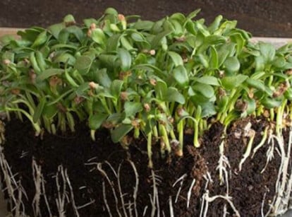 Fenugreek microgreens