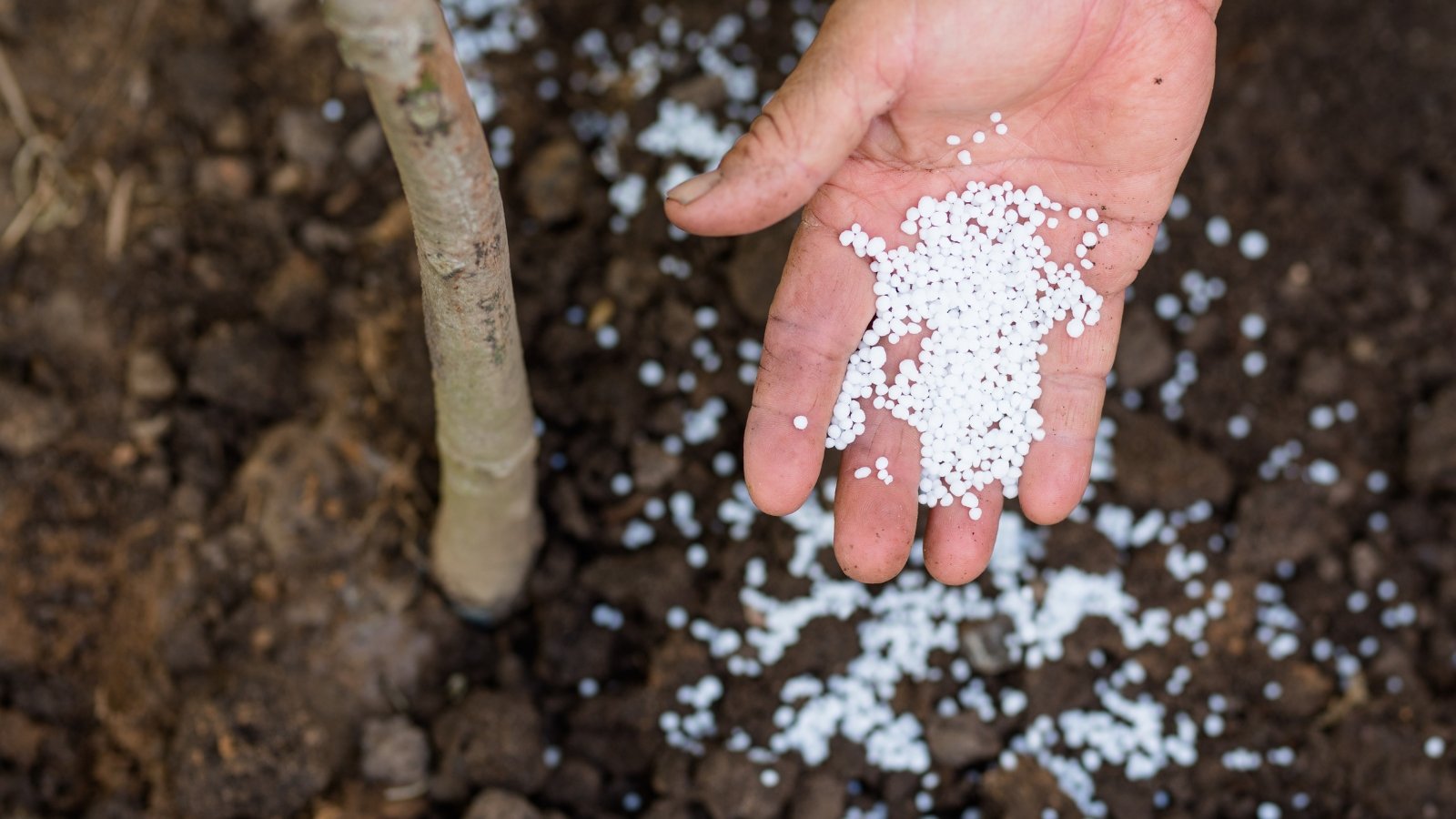 A mans handing sprinkling a hand full of white fertilizing pebbles around the base of a small tree.