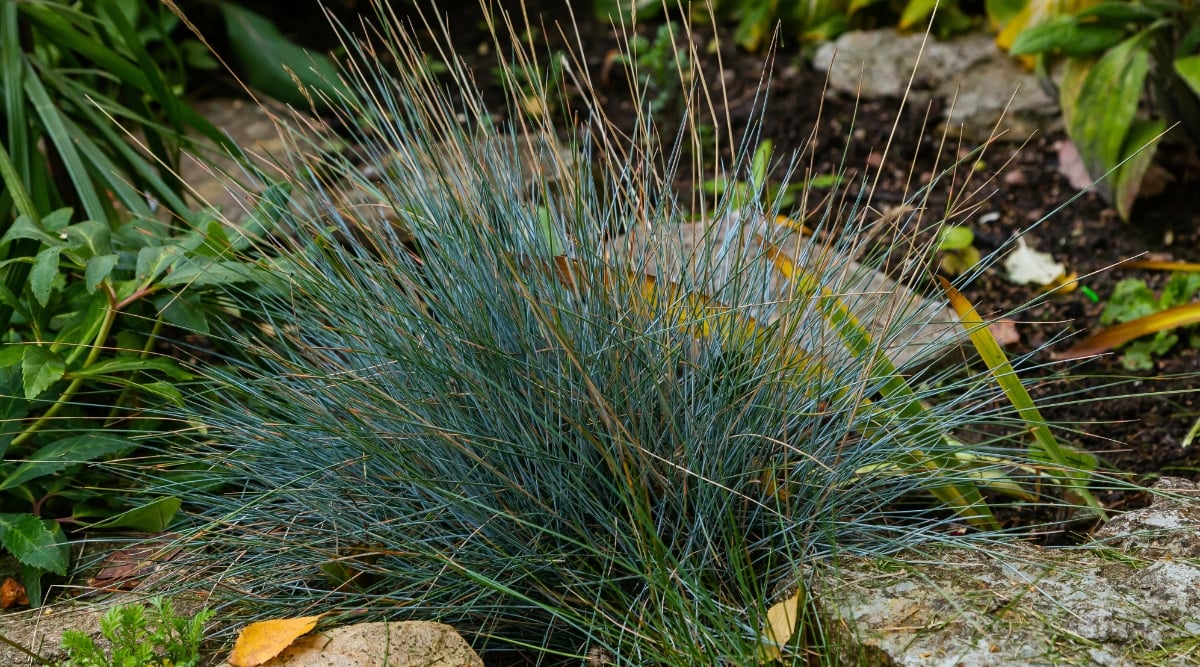 A close-up of the Blue Fescue captures the allure of this clump-forming grass. Its blue-green foliage, interspersed with a few already brown strands, creates a visually pleasing contrast, showcasing the plant's unique charm.