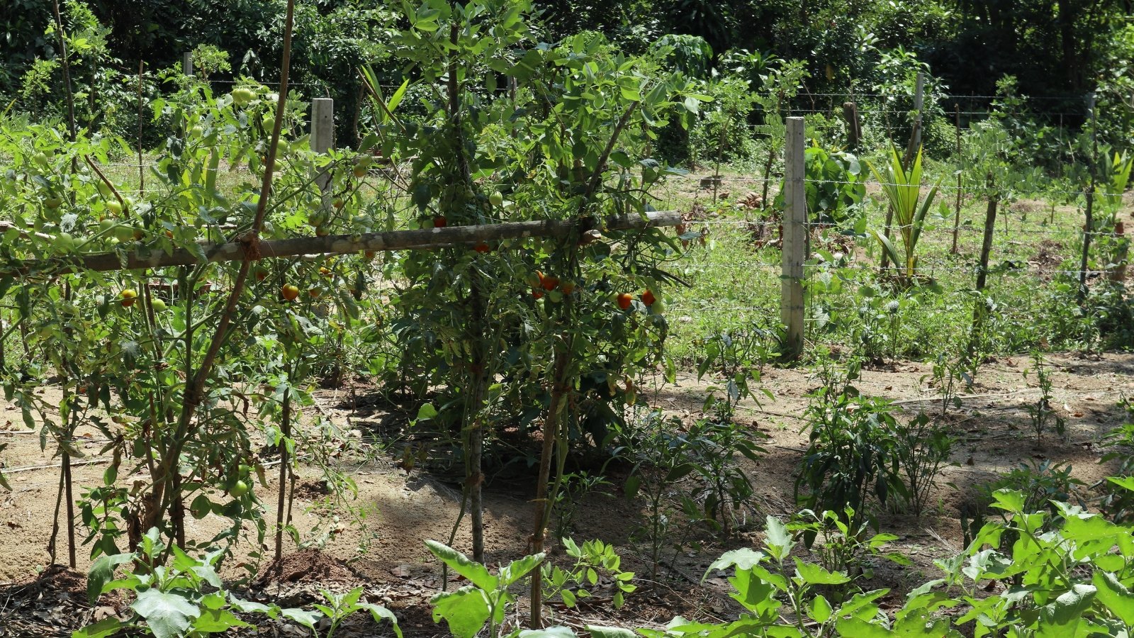 A tomato vine displays a sparse harvest of red fruits, hinting at the promise of future bounty amid the lush green foliage.
