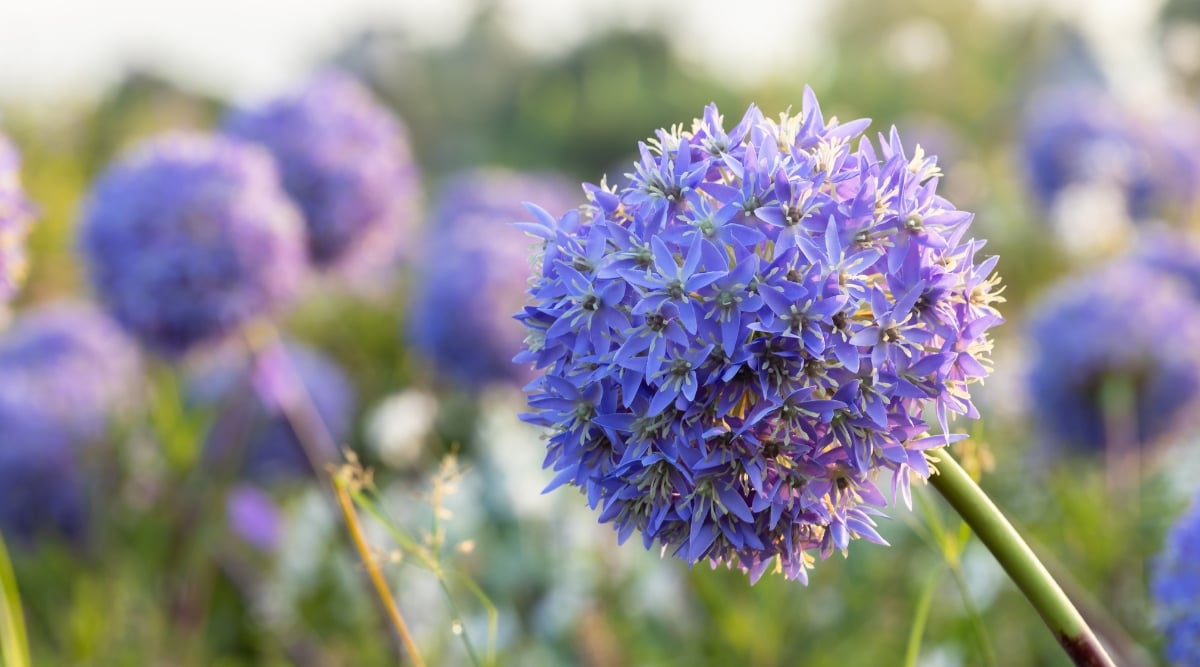 A close-up of alliums that have large round flower heads that consist of many tiny flowers. The flowers are a deep shade of purple with white stamens. The stems are long and straight, and the leaves are long and narrow, with a bright green color.