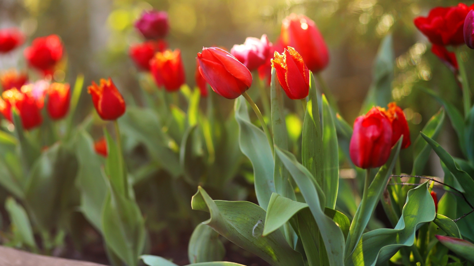 Close-up of blooming tulips in a sunny garden. Tulip plants feature long, slender stems crowned with vibrant green, lance-shaped leaves that alternate along the length. Rising from the foliage are striking, cup-shaped flowers of bright red with an orange tint around the edges.