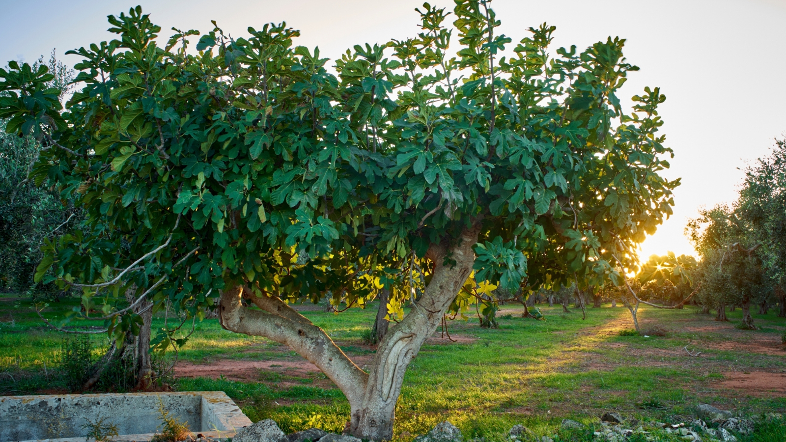 A flourishing Yellow Long Neck fig tree stands tall, its robust trunks reaching for the sky. In the distance lies an expansive orchard, promising a bounty of fruits and the whispers of a serene countryside.