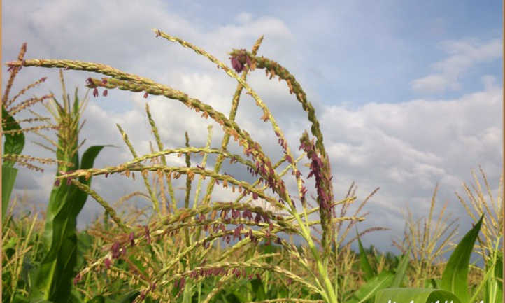 Finger millet