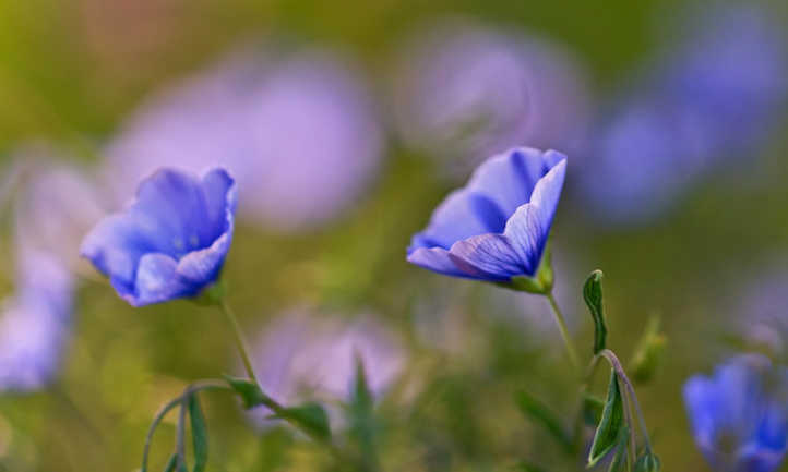 Flax flowers