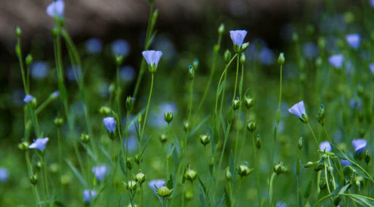 Flax plant