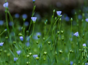 Flax plant