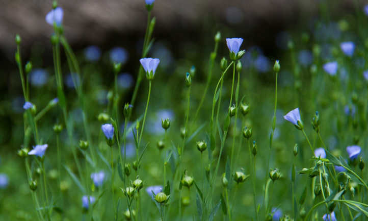 Flax plant