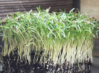 Florence fennel microgreens