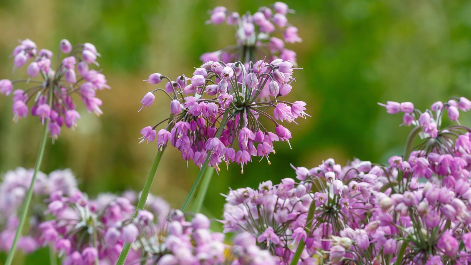 Tall, slender purple nodding onion flowers sway gracefully against a backdrop of vibrant greenery, their hues harmonizing with the verdant surroundings. The blurred background accentuates the delicate elegance of the blooms as they nod gently in the breeze.