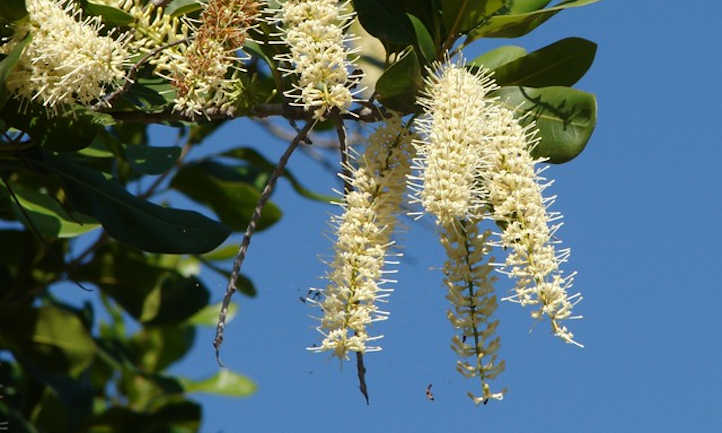 Flowering macadamia