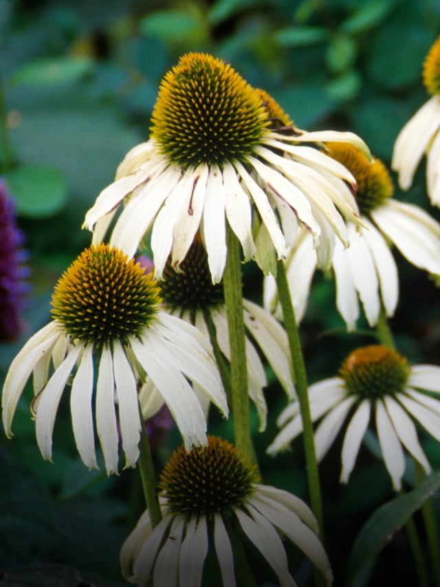 10 Flowering Perennials to Seed Indoors This February