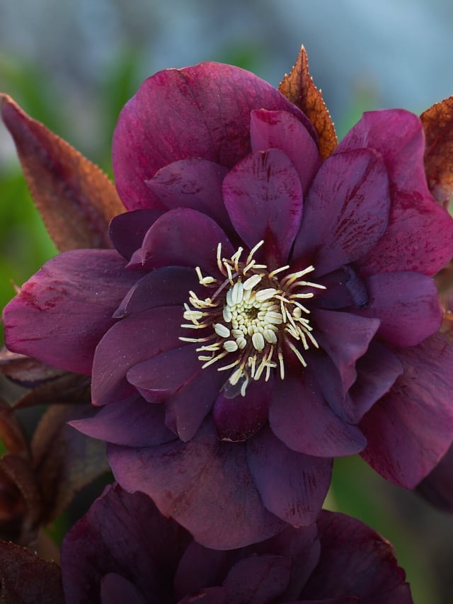 25 Beautiful Flowering Plants That Bloom in Winter