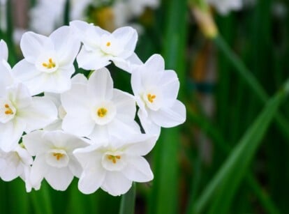 A cluster of delicate white paperwhites blooms indoors.
