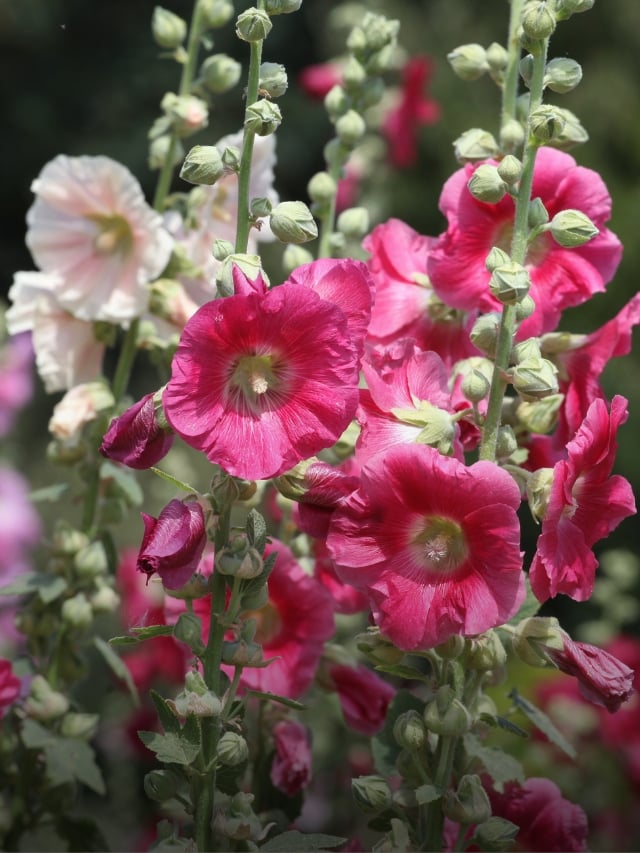 10 Beautiful Flowers for Winter Sowing