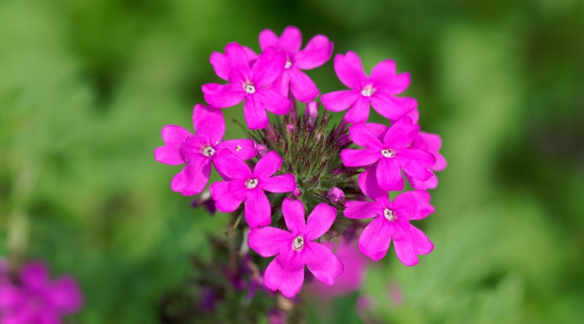 A close-up on rose verbena, showcasing clusters of pinkish-purple blossoms. The spikes-like stamens in the center add an interesting texture to the flower. The details are vivid and captivating.
