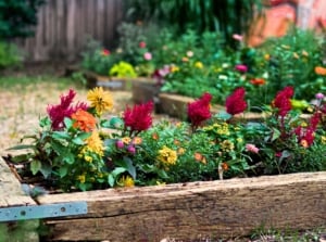 flowers raised beds. Colorful flowers in a rustic raised bed. The bed is filled with vibrant purple-red Crested Cock's-combs, pink and yellow Primroses, orange and yellow Common zinnias and yellow Wedelias.