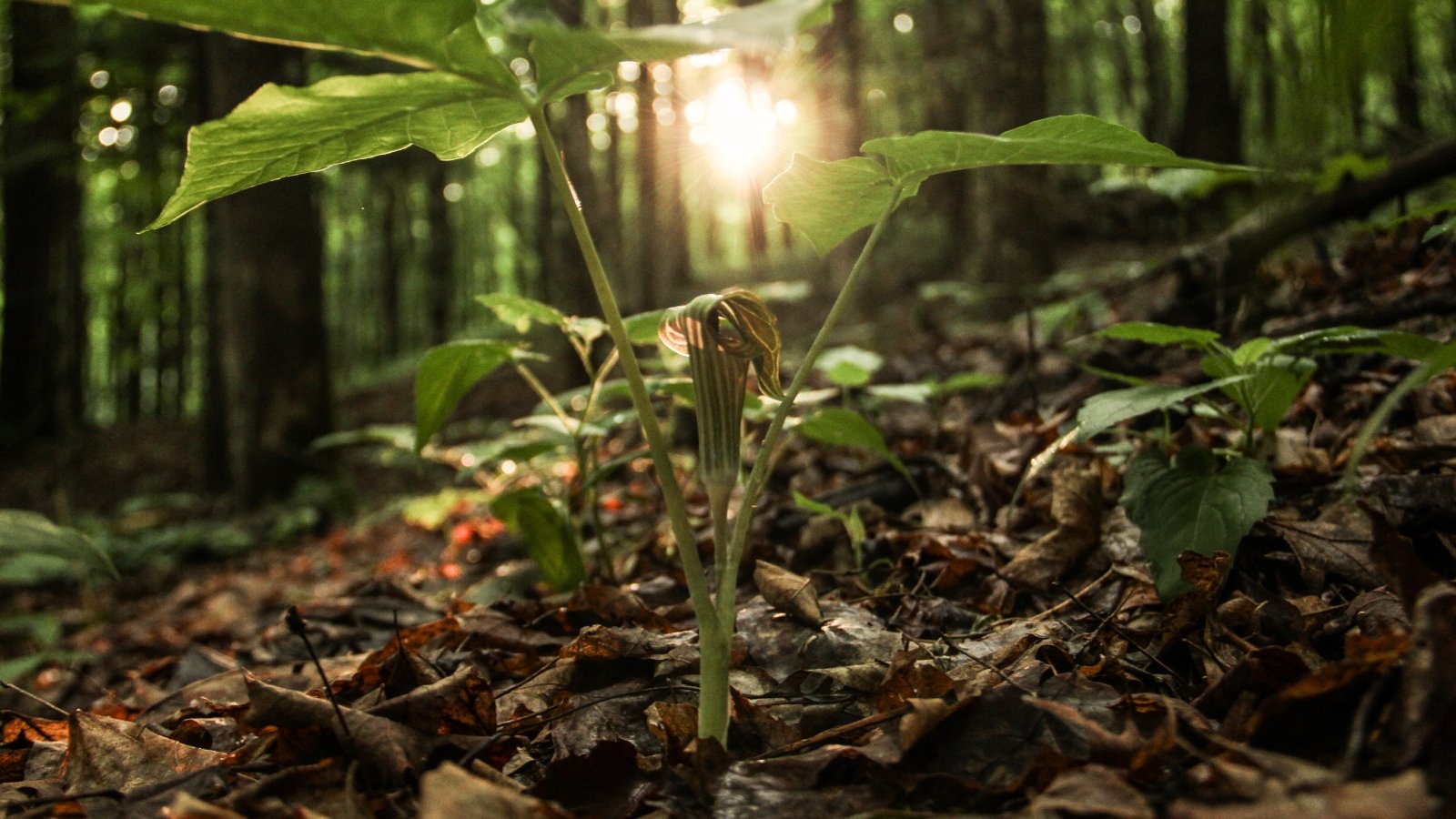 Sun shines through deciduous forest with a Jack-in-the-Pulpit plant forming a unique bloom, consisting of a striped, hooded spathe over a spadix, and complemented by its broad, trifoliate leaves.