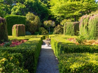 The formal garden design features tall Arborvitaes creating a verdant backdrop, meticulously trimmed Common box hedges outlining elegant pathways, an old concrete ornate fountain adorned with various thriving plants, and a harmonious mix of other trees and bushes, all contributing to a refined and structured aesthetic.