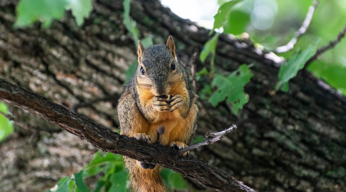 A squirrel perched on a tree branch, joyfully nibbling on a delicious pecan nut. The blurred background shows a sturdy tree trunk adorned with leaves.